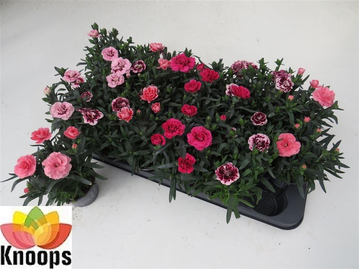 Dianthus Oscar gemengd