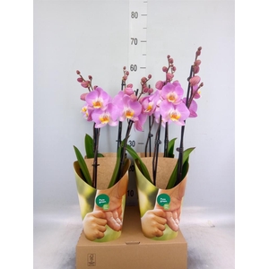 Phalaenopsis   ...rose