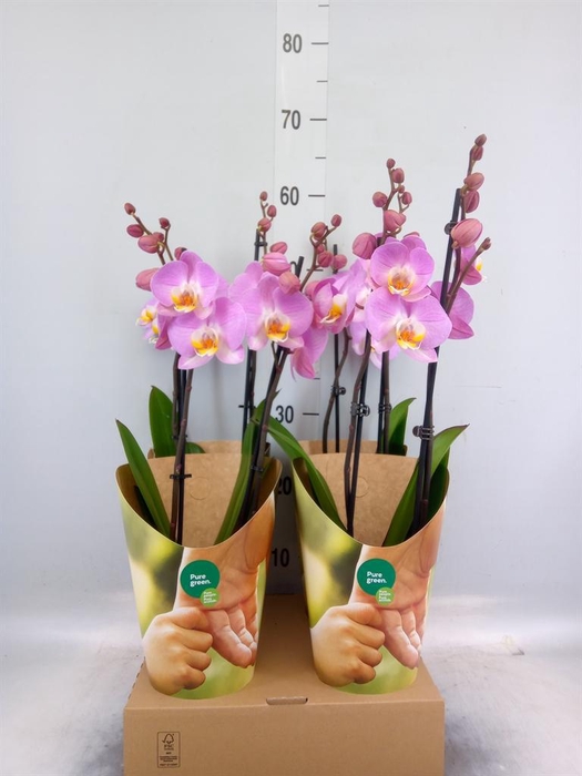 <h4>Phalaenopsis   ...rose</h4>