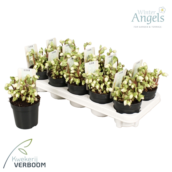 <h4>Helleborus Verboom Beauty p10 10+ bloem</h4>