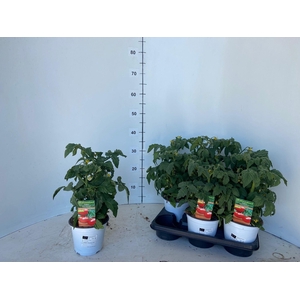 TOMATENPLANTEN
