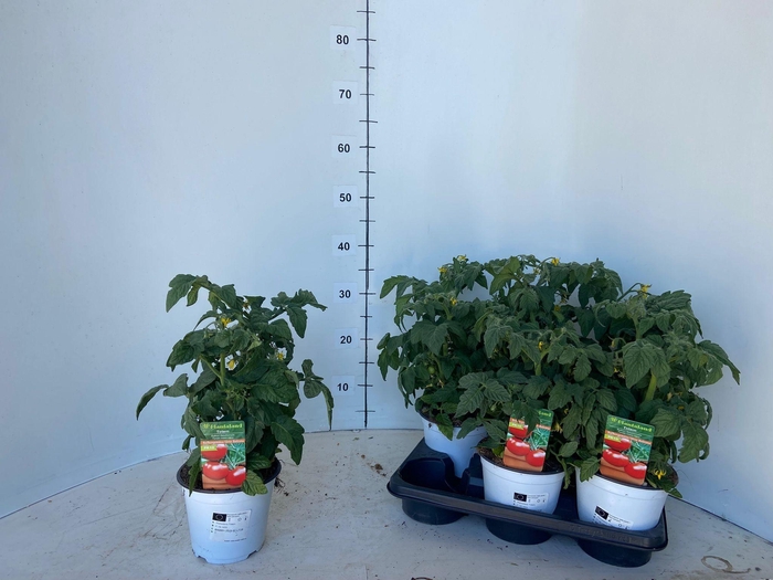 <h4>TOMATENPLANTEN</h4>