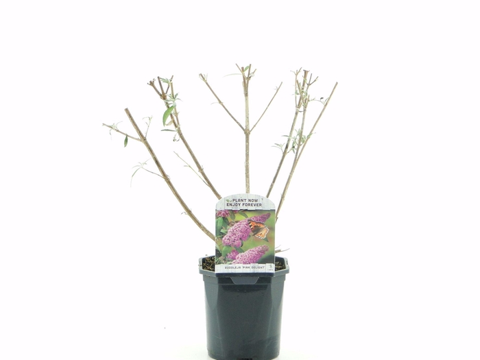 Buddleja Pink Delight