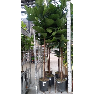 Ficus lyrata