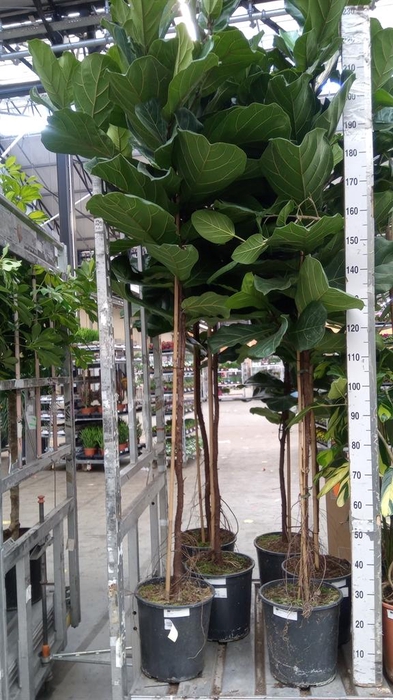 <h4>Ficus lyrata</h4>