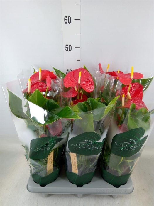 <h4>Anthurium andr. 'Aroha'</h4>