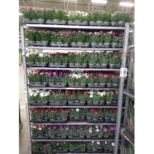 Dianthus   ...mix