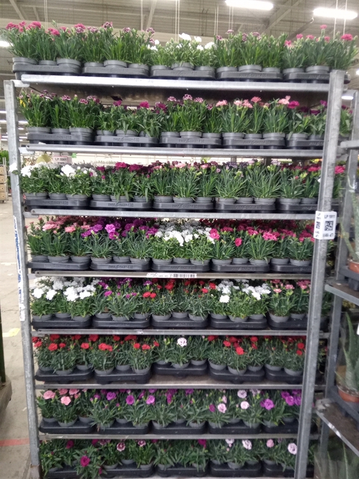 <h4>Dianthus   ...mix</h4>