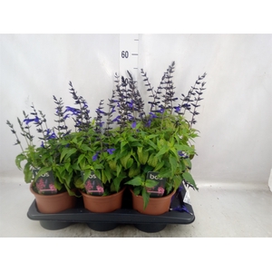 Salvia  'Salgoon Lake Baikel'