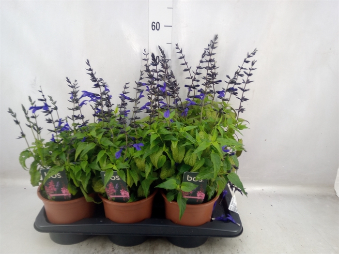 Salvia  'Salgoon Lake Baikel'