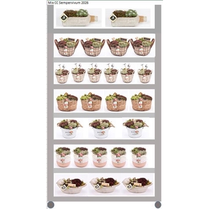 Mix CC Sempervivum