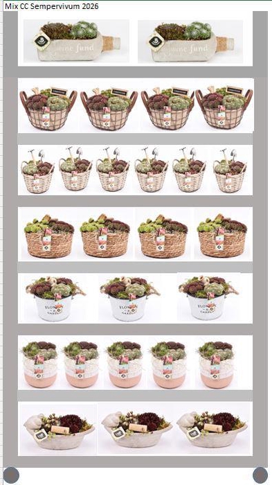 <h4>Mix CC Sempervivum</h4>