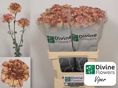 <h4>Dianthus ST 'Viper'</h4>