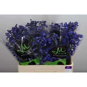 Delphinium EN 'Donna'