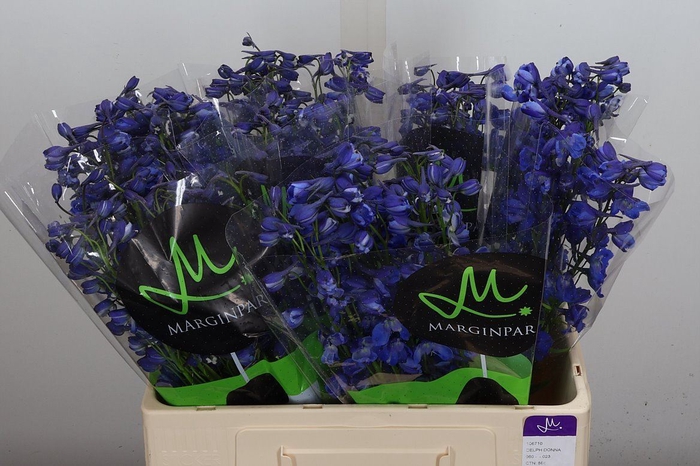 <h4>Delphinium EN 'Donna'</h4>