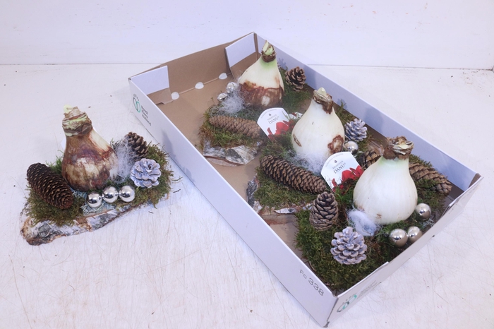 <h4>ARR HIPPEASTRUM</h4>