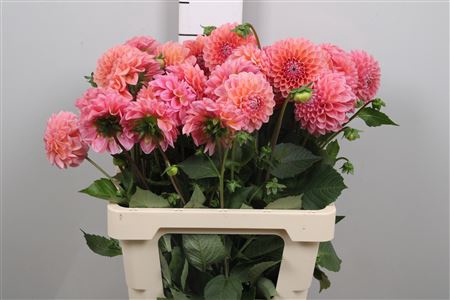 <h4>Dahl Lindas Baby</h4>