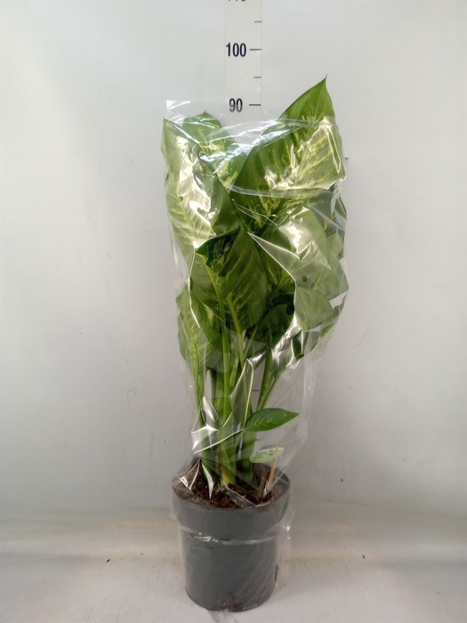 <h4>Dieffenbachia seg. 'Reeva'</h4>