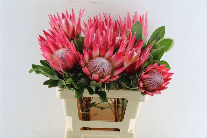 <h4>PROTEA CY MADIBA</h4>