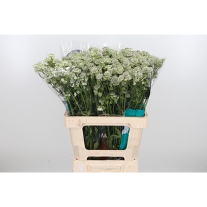 Astrantia Wit Billion Stars