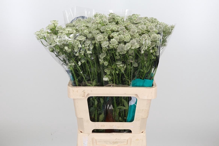 <h4>Astrantia Wit Billion Stars</h4>