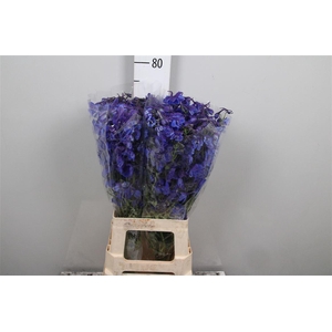 Delph En Donna (x40)