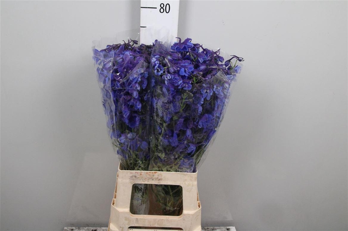 <h4>Delph En Donna</h4>