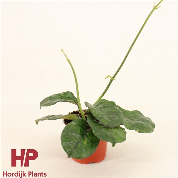 <h4>Hoya Villosa P9</h4>