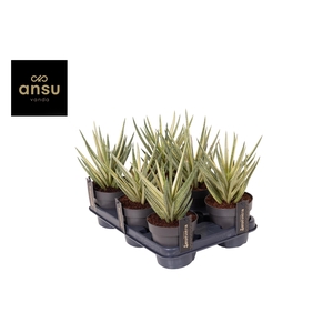 Sansevieria Almond Pirate Hat