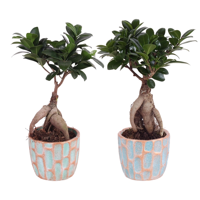 <h4>Ficus Mi Ginseng Keramiek Exotic Vibes</h4>