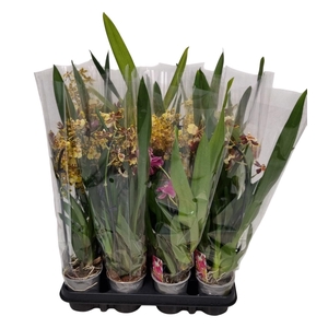 ORCHIDEEEN GEM