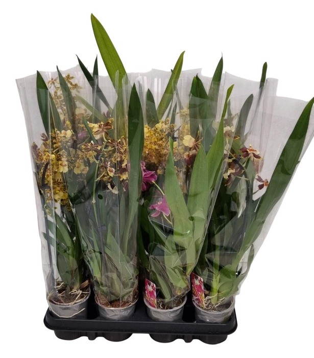 <h4>ORCHIDEEEN GEM</h4>