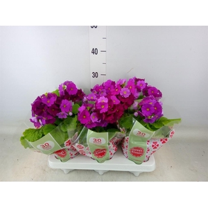 Primula obcon. 'Touch Me Red'