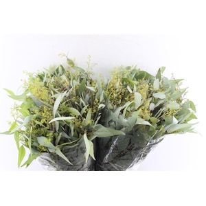 Euca Populus Berry Young 300 Gram