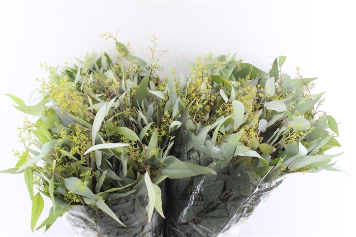 <h4>Euca Populus Berry Young 300 Gram</h4>