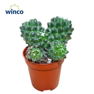 Mammillaria Toluca Group