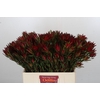 Leucadendron Blush Spray