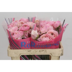 Ranunculus Romance Maritime