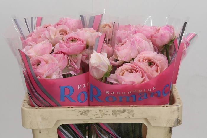 <h4>Ranunculus Romance Maritime</h4>