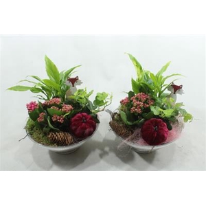 3324 PAARS GLAS 23 SPATH