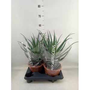 Aloe arborescens