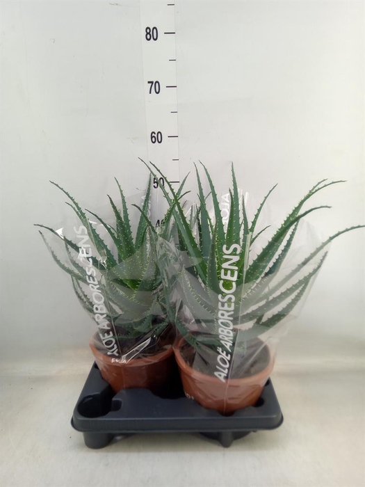 <h4>Aloe arborescens</h4>