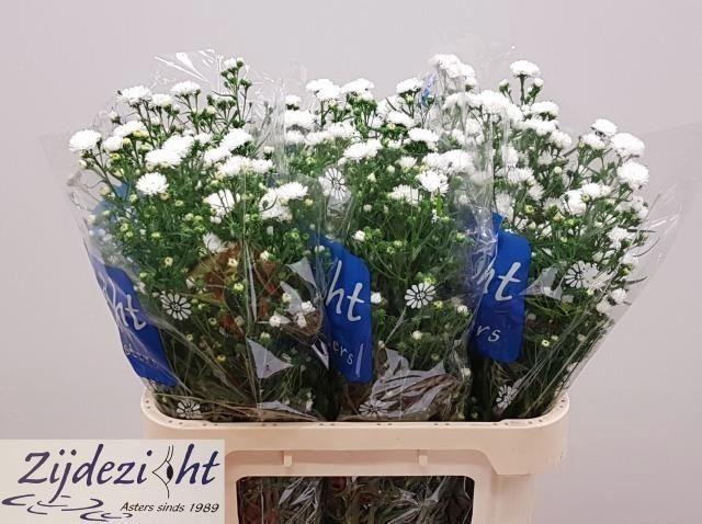 <h4>ASTER CASSY 25 GR.</h4>