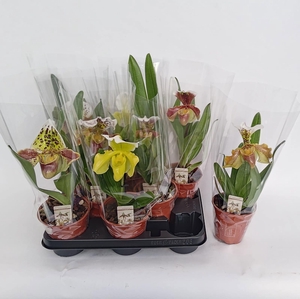 PAPH AMERIKA HYB GEM