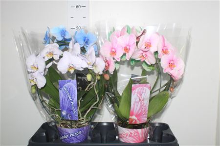 <h4>Phal Magic Spiegelboog Wonder Of Nature 2 Branches</h4>