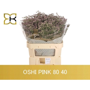 Limonium Safora Oshi Pink