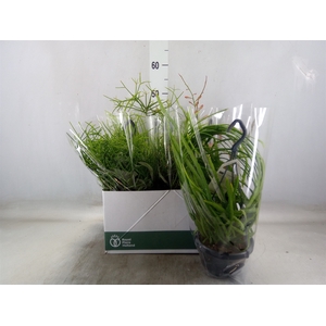 Rhipsalis   ...mix