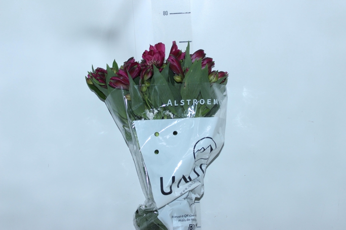 <h4>ALSTROEMERIA NAPOLI 080 CM</h4>