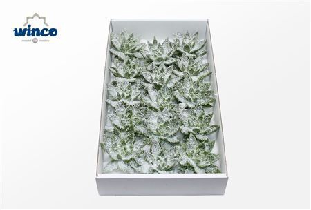 <h4>Echeveria White Snow Cutflower Wincx-10cm</h4>