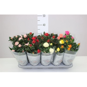 Rosa Beau Monde Gemengd